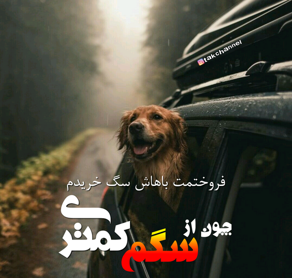 عکس سگ برای پروفایل نوشته