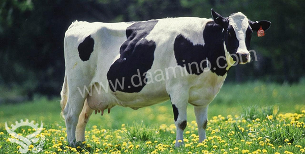 عکس گاو در گاوداری