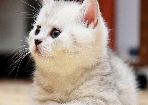 عکس گربه های گوگولی مگولی