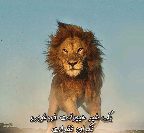 دانلود عکس پروفایل شیر