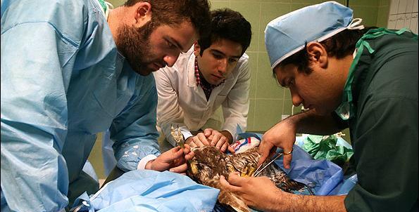 عکس عقاب تیر خورده