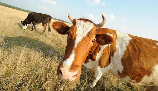 عکس گاو حیوانات
