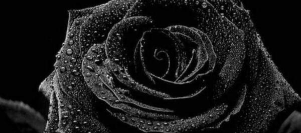 عکس روی صفحه سیاه