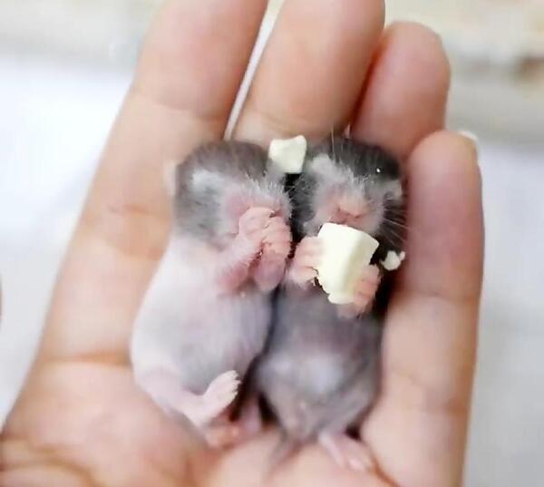 عکس بچه ی همستر