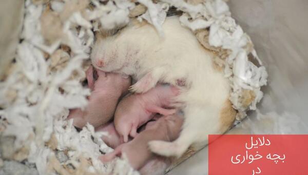 عکس بچه ی همستر