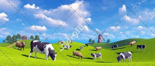 عکس گاو با عینک