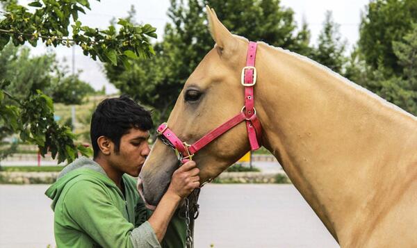 عکس اسب طلایی در ایران