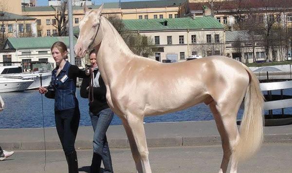 عکس اسب طلایی در ایران