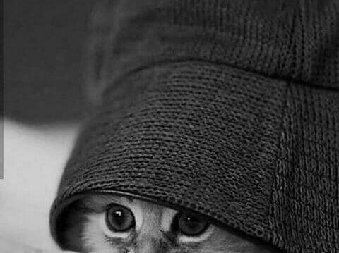 عکس گربه ناراحت برای پروفایل
