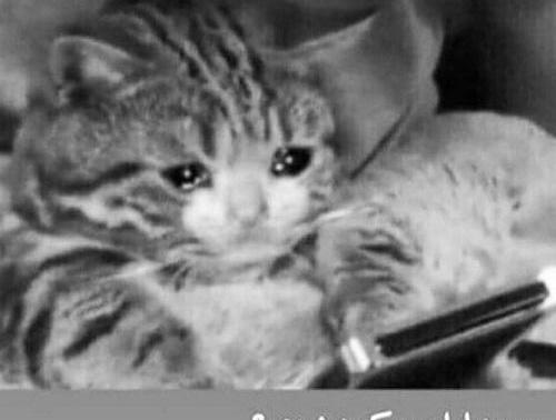 عکس گربه ناراحت برای پروفایل
