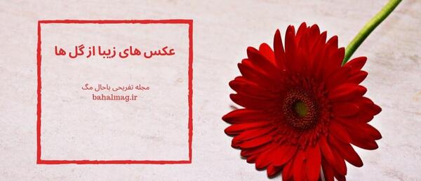 عکس باحال گل