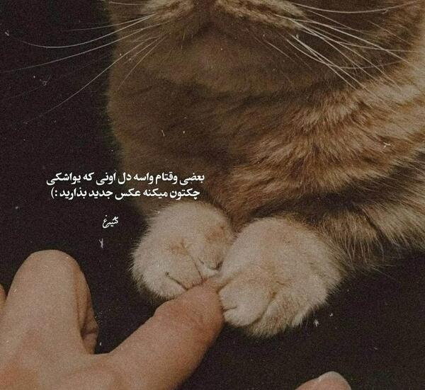 عکس نوشته گربه برای پروفایل