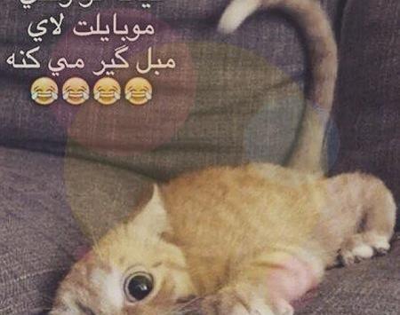 عکس نوشته گربه برای پروفایل