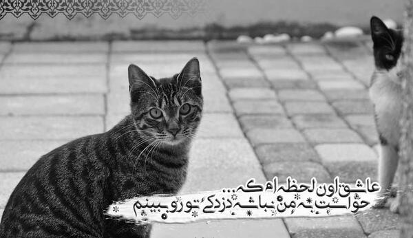عکس نوشته گربه برای پروفایل