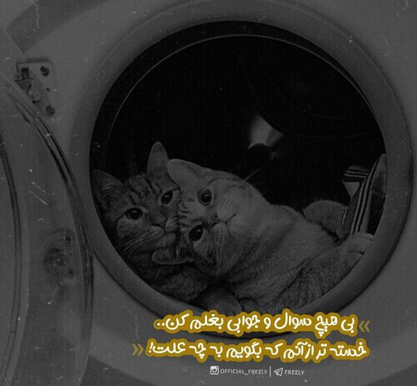 عکس نوشته گربه برای پروفایل