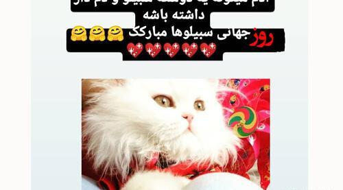 عکس نوشته گربه برای پروفایل