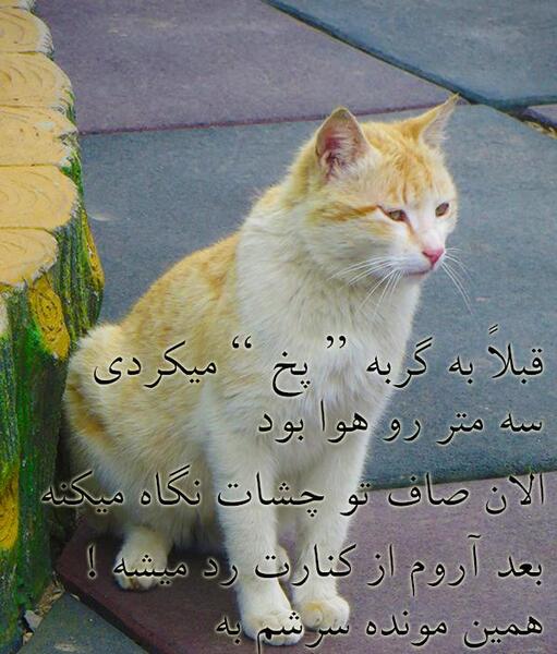 عکس نوشته گربه برای پروفایل