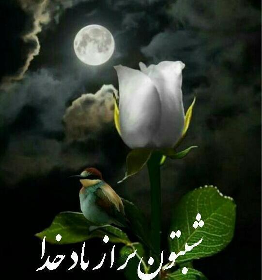عکس شبتون خدایی