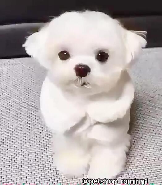 عکس سگ های گوگولی