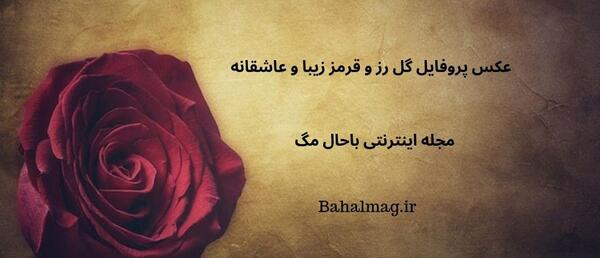 دانلود عکس پروفایل گل رز