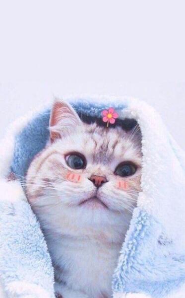 عکس گربه ی فانتزی برای پروفایل