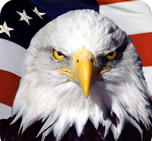 عکس عقاب زیبا برای تصویر زمینه