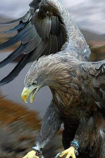 عکس عقاب زیبا برای تصویر زمینه