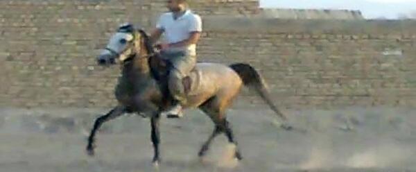 عکس اسب کیان ایرانی