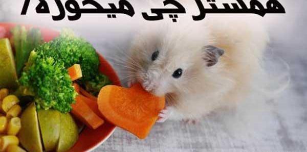 عکس غذای همستر