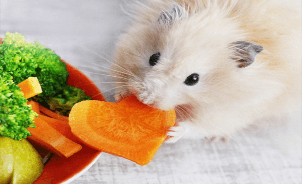 عکس غذای همستر