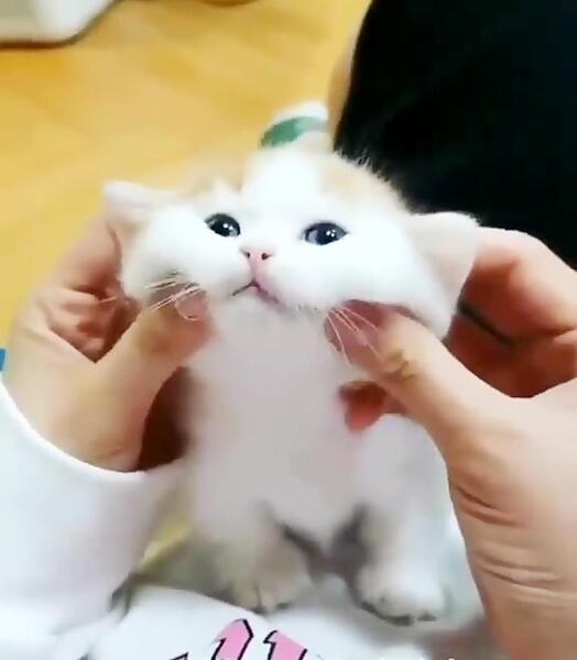 عکس گربه ی گوگولی مگولی