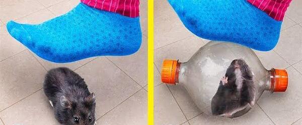 عکس همستر با قلاده
