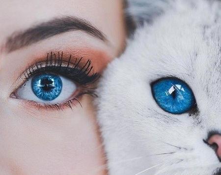 عکس گربه برای پروفایل دخترانه جدید
