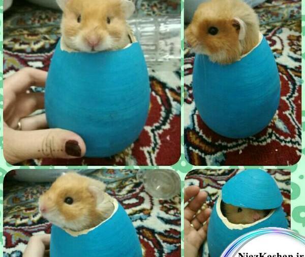 عکس همستر فروشی