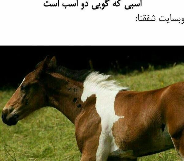 عکس اسب خدا