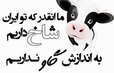 عکس باحال گاو
