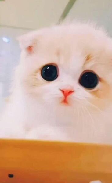 عکس گربه خیلی گوگولی