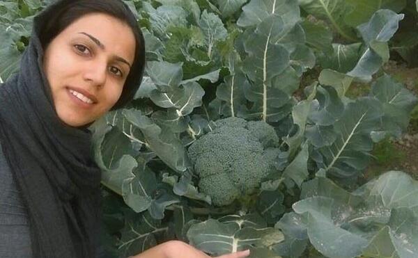 عکس بوته کلم بروکلی