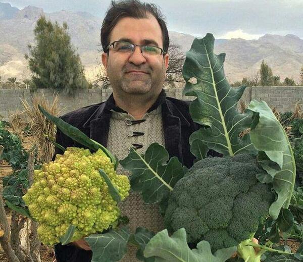 عکس بوته کلم بروکلی