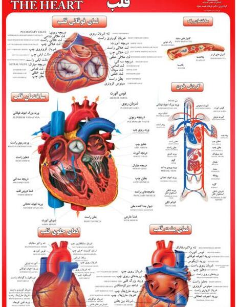 عکس نوشته قلب انسان