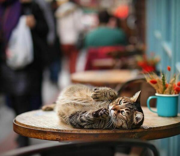 عکس پنجه گربه برای پروفایل