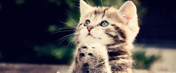 عکس پنجه گربه برای پروفایل