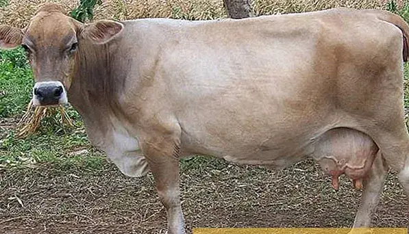 عکس گاو سوئیسی