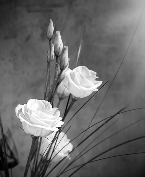 عکس گل ساده سیاه و سفید