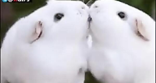 عکس همستر بامزه سفید