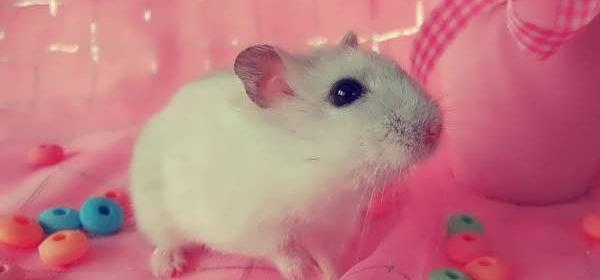عکس همستر بامزه سفید
