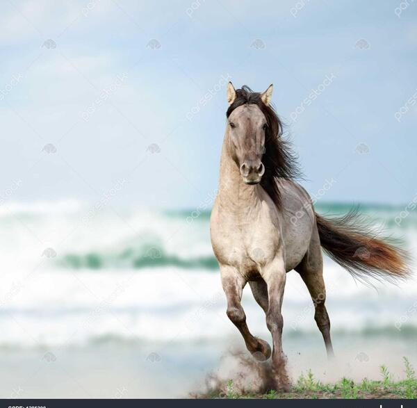 عکس اسب دونده در آب