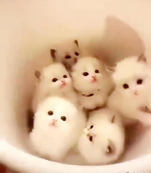 عکس از گربه های گوگولی