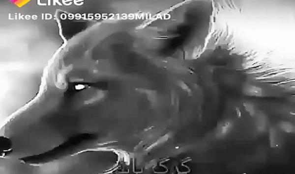 عکس گنگ گرگ