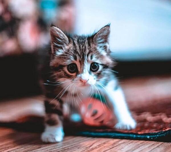 عکس گربه باحال برای پروفایل